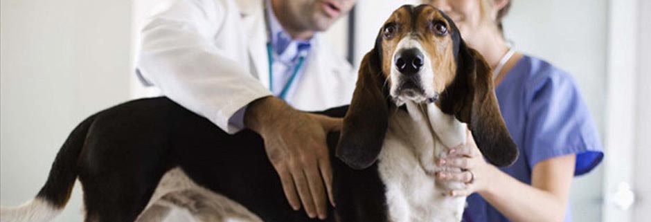 Лечение собак в ветеринарной клинике Мос-Вет 24 - Зеленоград